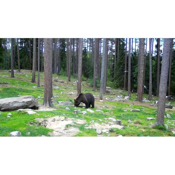 Фотоловушка SEELOCK S378, фото , изображение 10